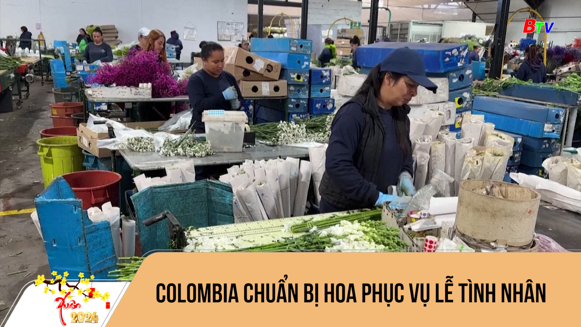 Colombia chuẩn bị hoa phục vụ Lễ Tình nhân