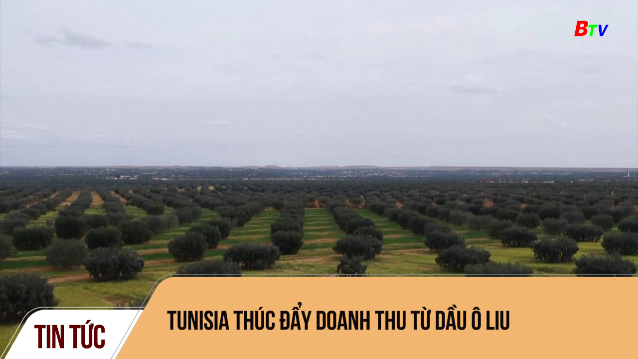 Tunisia thúc đẩy doanh thu từ dầu ô liu