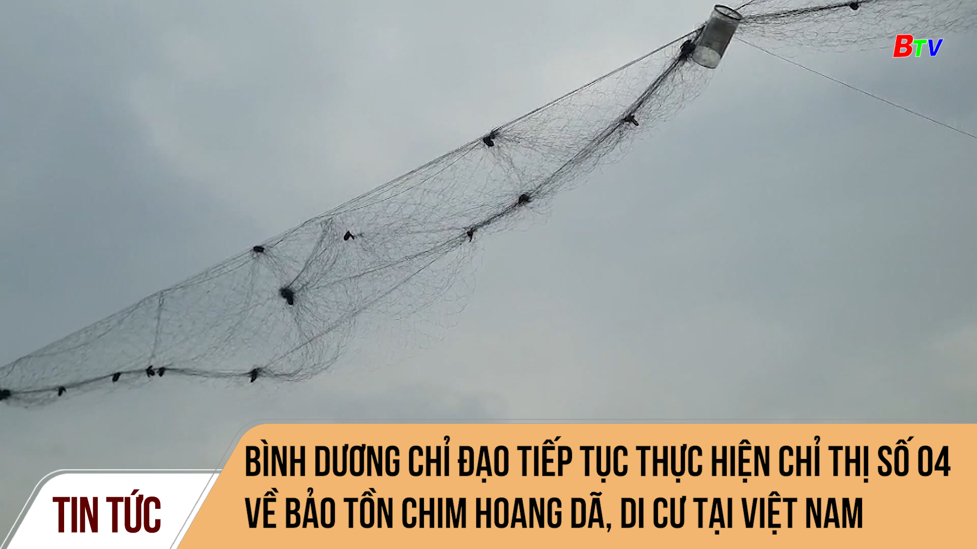 Bình Dương chỉ đạo tiếp tục thực hiện chỉ thị số 04 về bảo tồn chim hoang dã, di cư tại Việt Nam