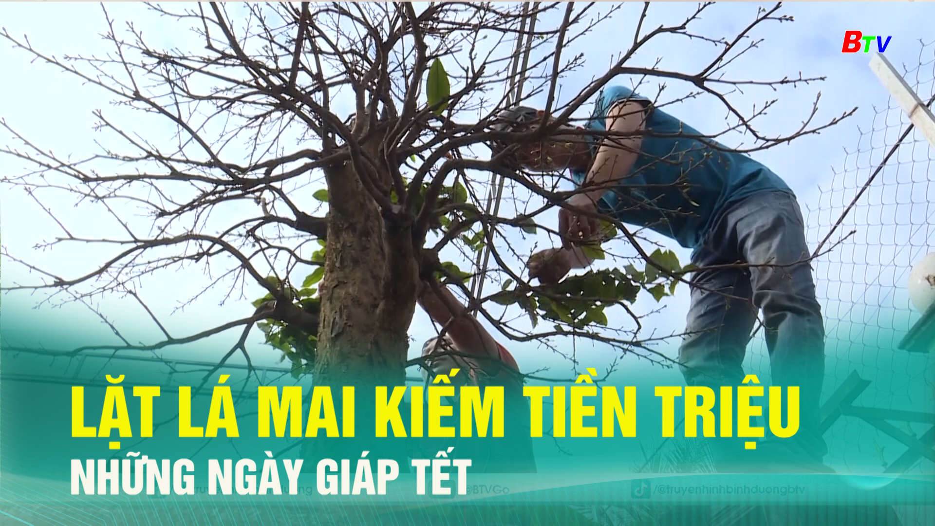 Lặt lá mai kiếm tiền triệu những ngày giáp Tết