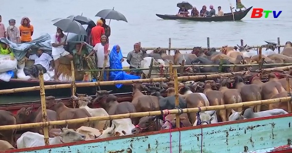 Mưa lớn cản trở việc mua bán gia súc ở Bangladesh