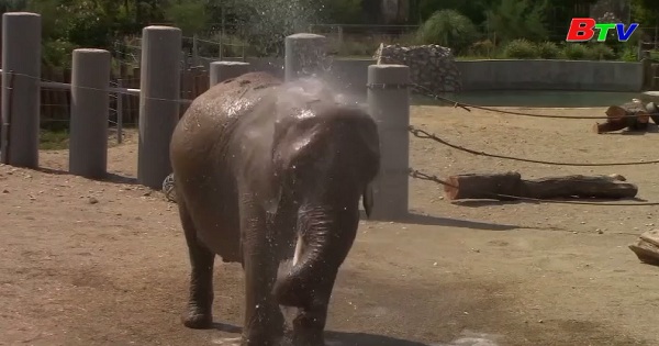 Giúp voi hạ nhiệt tại sở thú Skopje, Makedonia