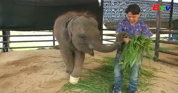 Chuyển voi con bị tật đến nơi ở mới ở Thái Lan