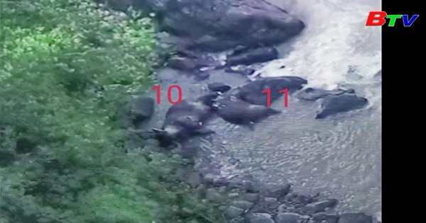 Thái Lan - 11 con cá voi đã chết do rơi xuống thác nước