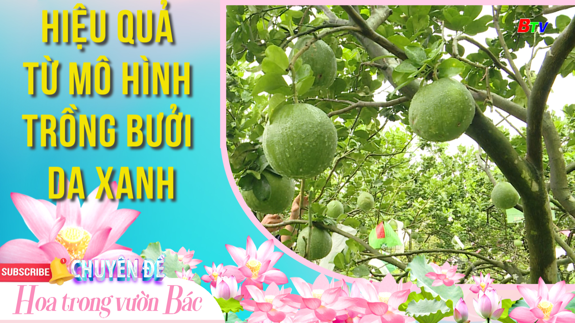 Hiệu quả từ mô hình trồng bưởi da xanh