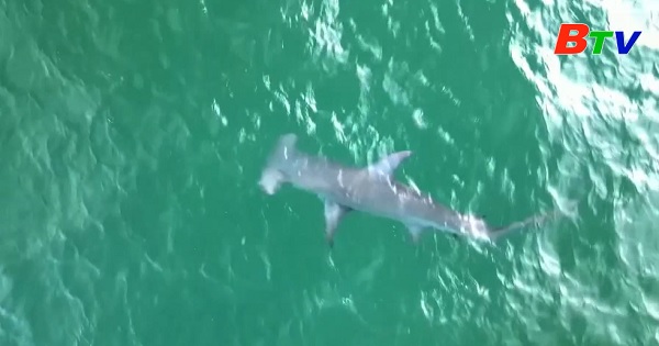 Mỹ - Phát hiện cá mập đầu búa ở Juno , Florida