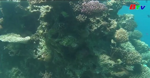 Trả lại môi trường sống cho rạn san hô Eilat