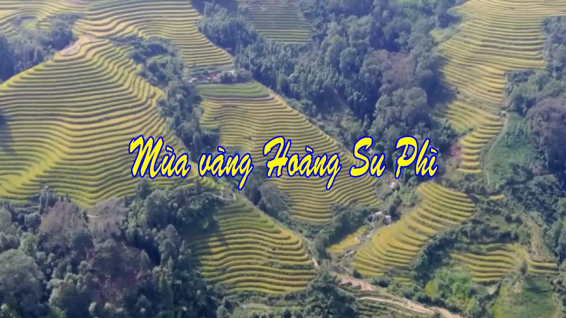Mùa vàng Hoàng Su Phì