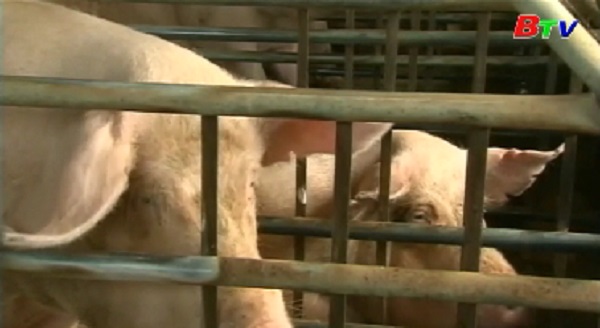 Trung Quốc xác nhận trường hợp mới nhiễm bệnh tả lợn châu Phi