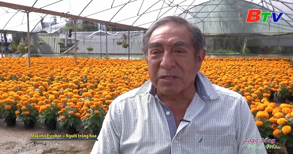 Lễ hội người chết ở Mexico giúp ngành trồng hoa hồi sinh