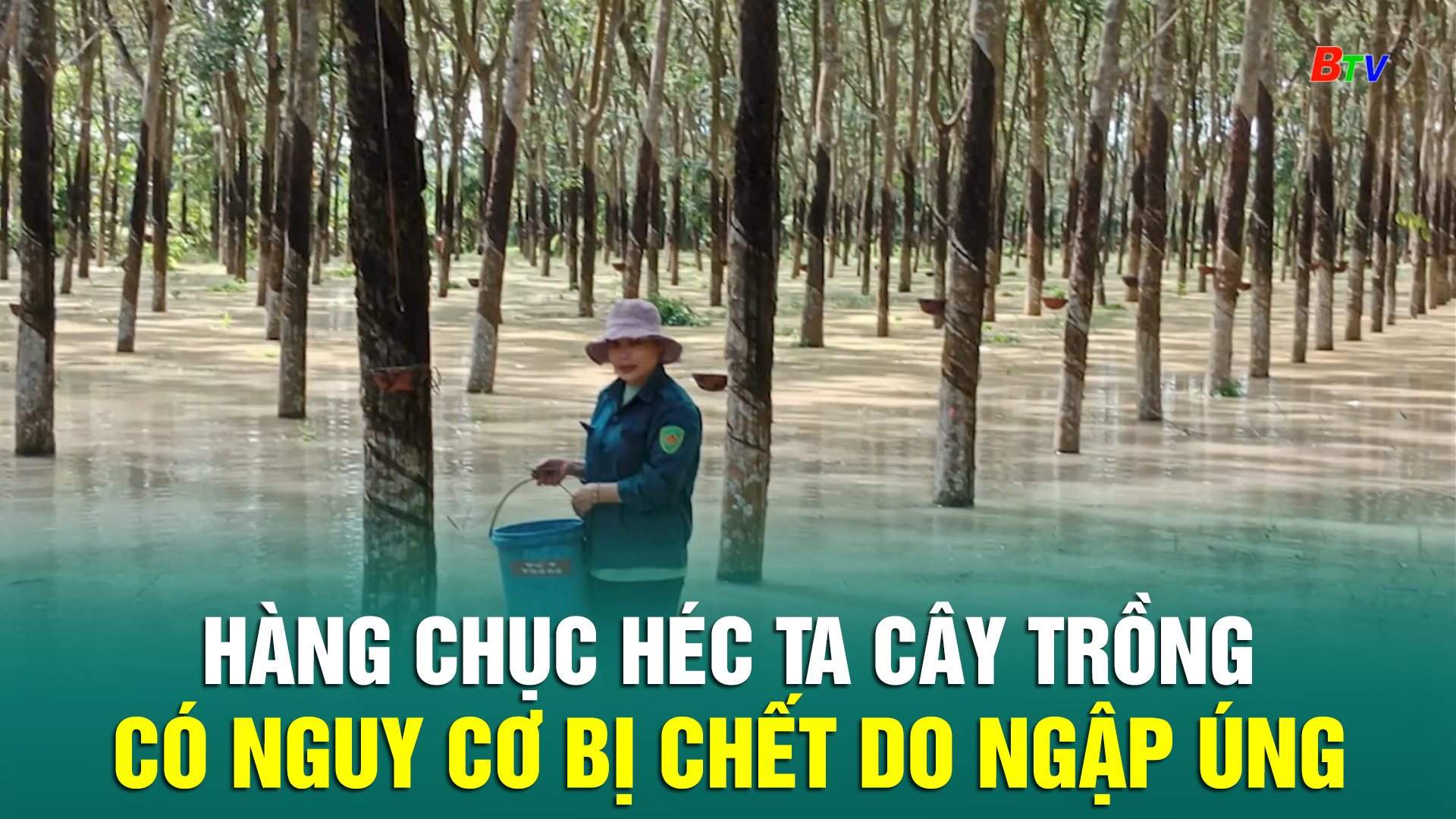 Hàng chục héc ta cây trồng có nguy cơ bị chết do ngập úng