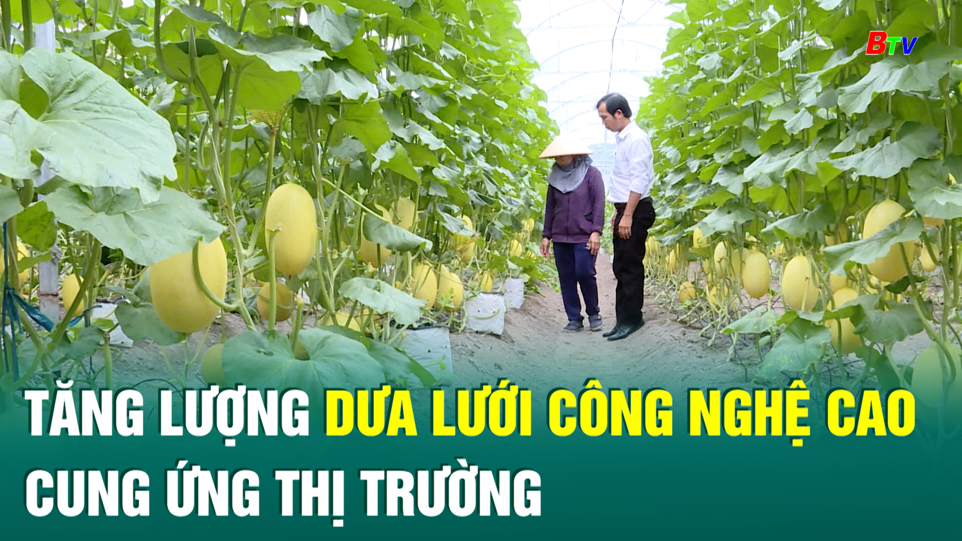 Tăng lượng dưa lưới công nghệ cao cung ứng thị trường