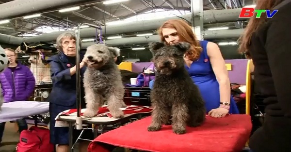 Westminster Kennel Club tổ chức cuộc thi chó đẹp lần thứ 141