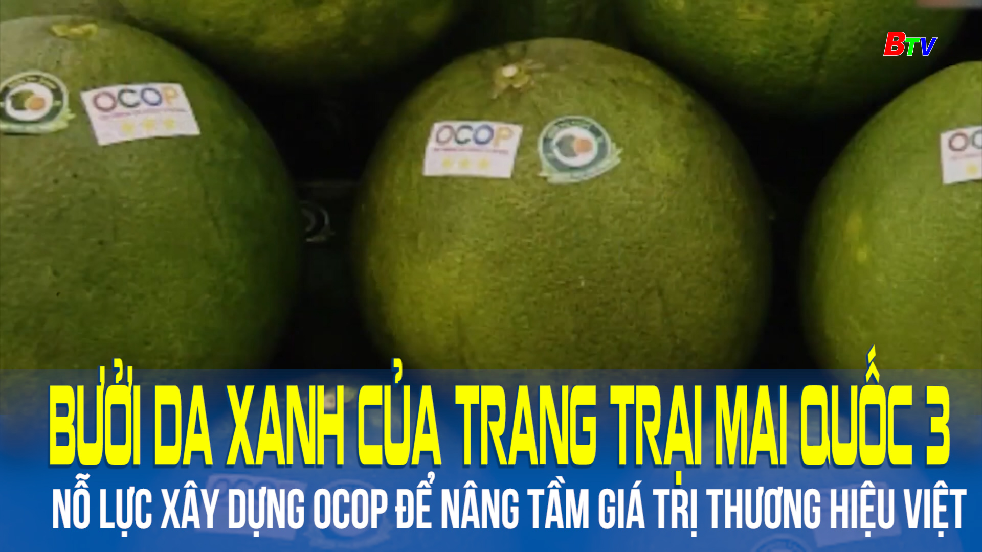 Bưởi da xanh của trang trại Mai Quốc 3 nỗ lực xây dựng OCOP để nâng tầm giá trị thương hiệu Việt
