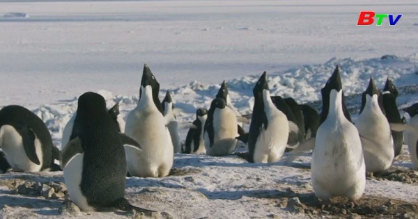 Disney ra mắt phim về chim cánh cụt ở Nam cực