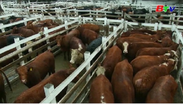 Mỹ tăng hạn ngạch nhập khẩu thịt bò Nhật Bản