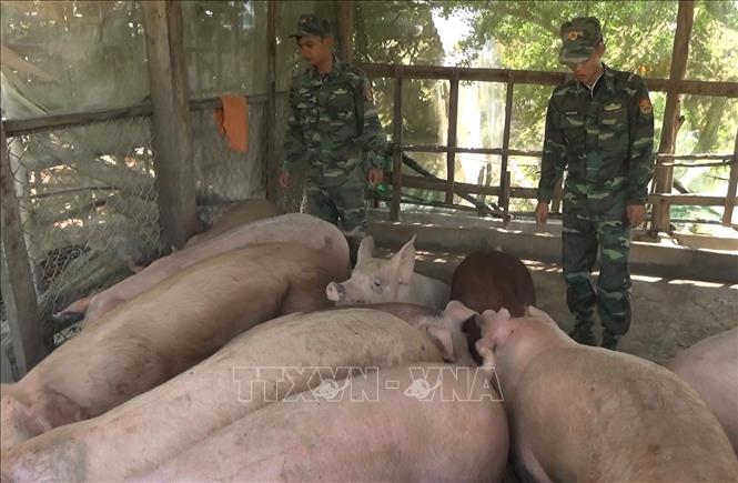Đồng Tháp bắt giữ hơn 2,2 tấn lợn nhập lậu qua biên giới