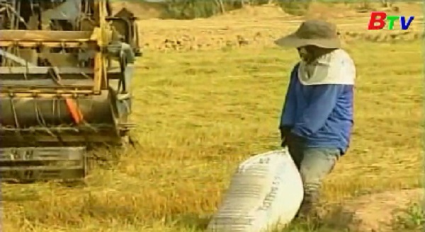 Philippines dự định thay đổi cơ chế nhập khẩu gạo