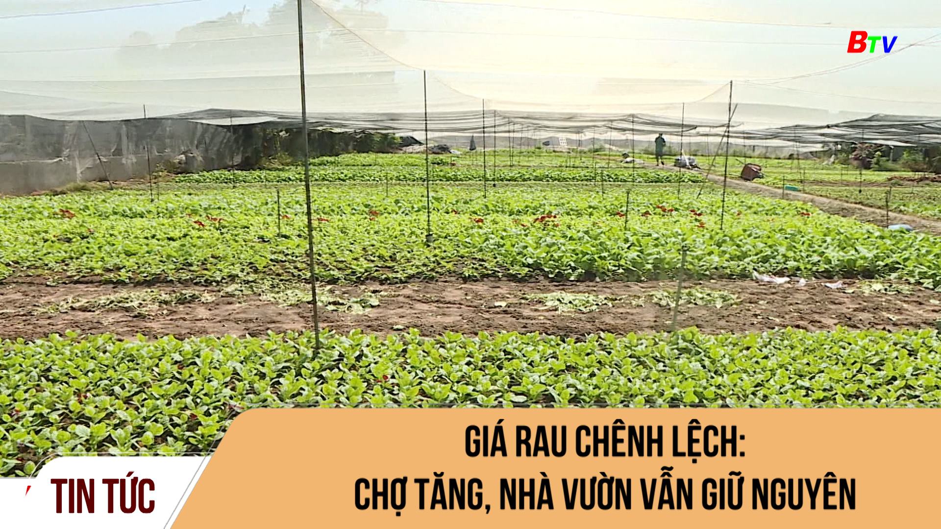 Giá rau chênh lệch: chợ tăng, nhà vườn vẫn giữ nguyên