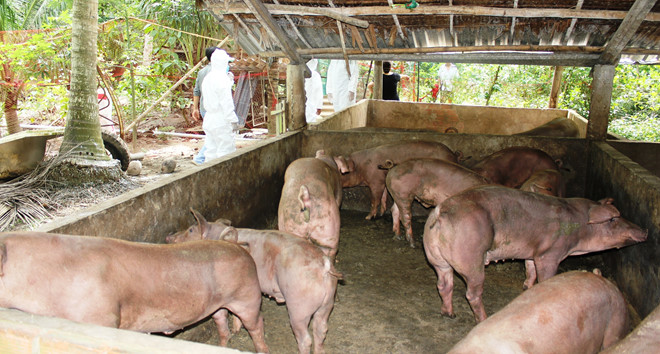 Dịch tả lợn Châu Phi lây lan trên toàn tỉnh Bến Tre