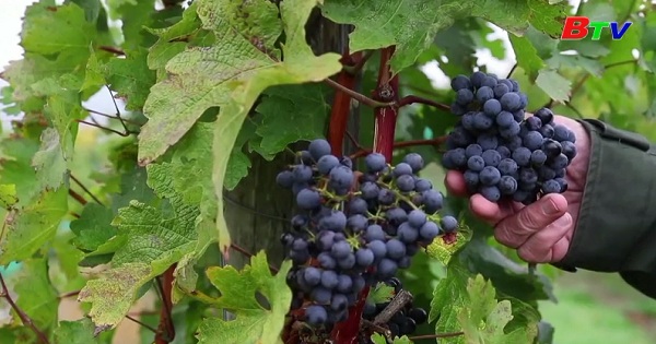 Biến đổi khí hậu ảnh hưởng đến ngành sản xuất rượu ở Áo