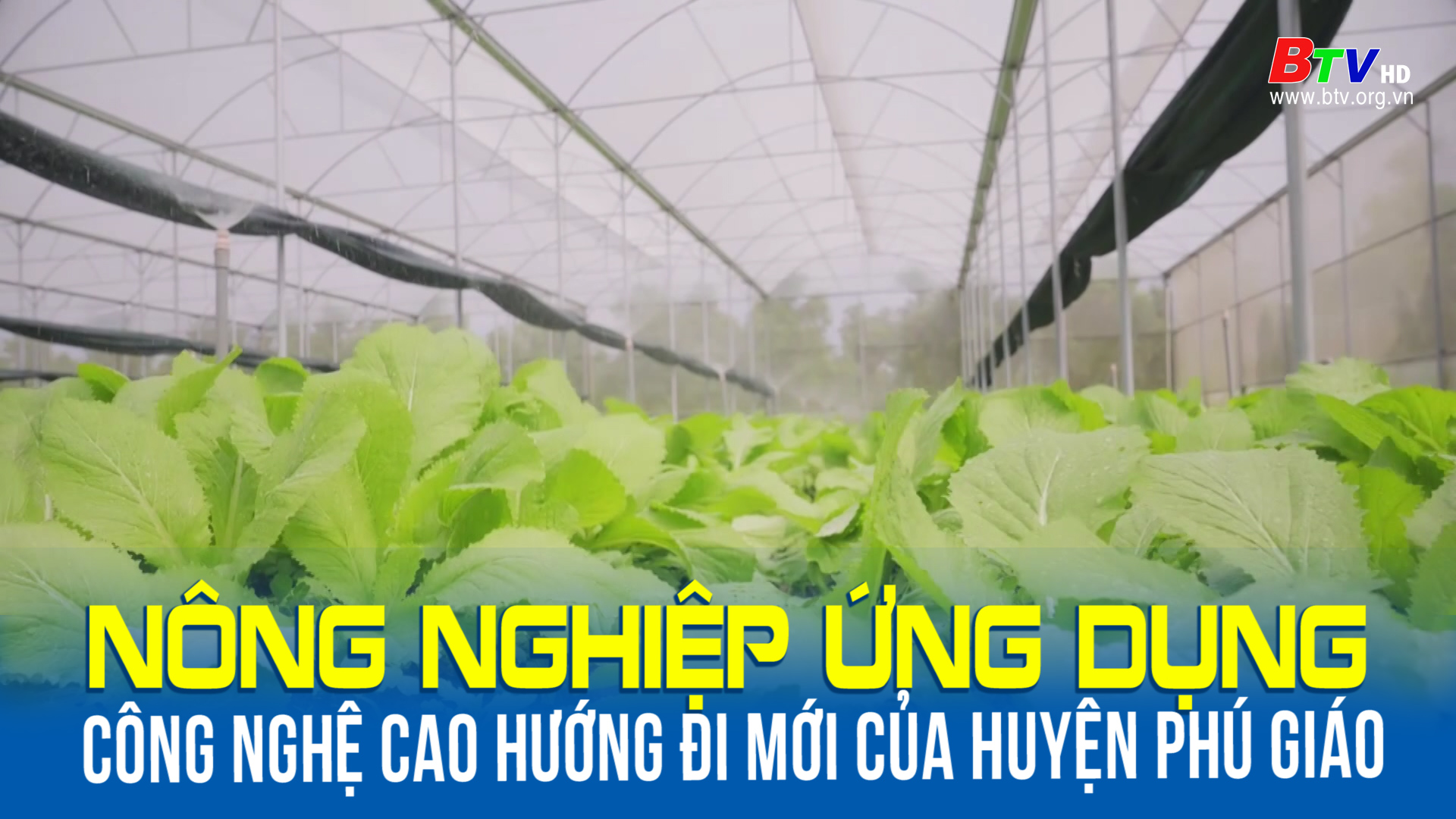 Nông nghiệp ứng dụng công nghệ cao hướng đi mới của huyện Phú Giáo