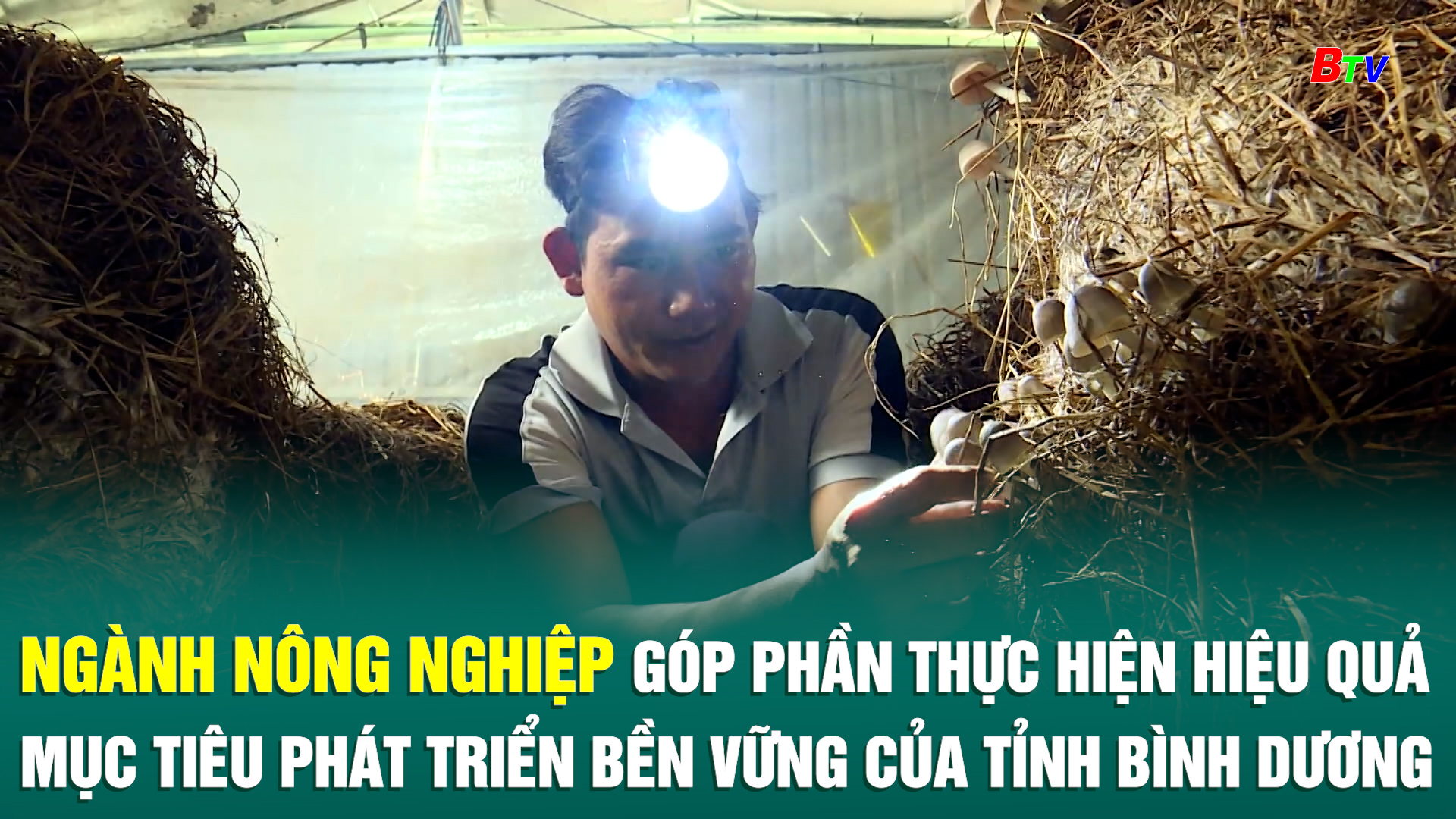 Ngành nông nghiệp góp phần thực hiện hiệu quả mục tiêu phát triển bền vững của tỉnh Bình Dương