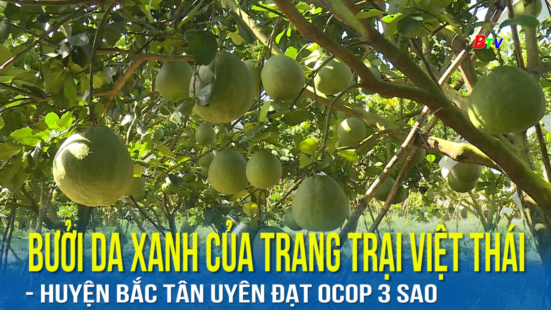 Bưởi da xanh của trang trại Việt Thái huyện Bắc Tân Uyên đạt OCOP 3 Sao