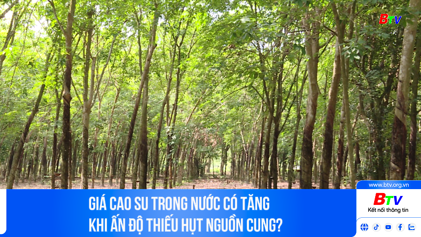 Giá cao su trong nước có tăng khi Ấn Độ thiếu hụt nguồn cung?