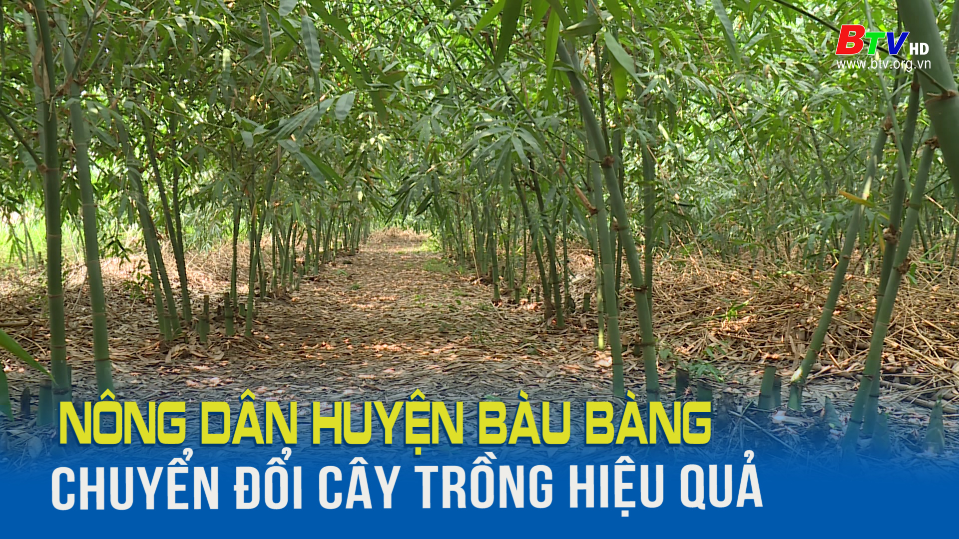 Nông dân huyện Bàu Bàng chuyển đổi cây trồng hiệu quả