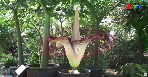 Vườn bách thảo Meisa - Bỉ phát sóng trực tiếp hoa xác thối nở