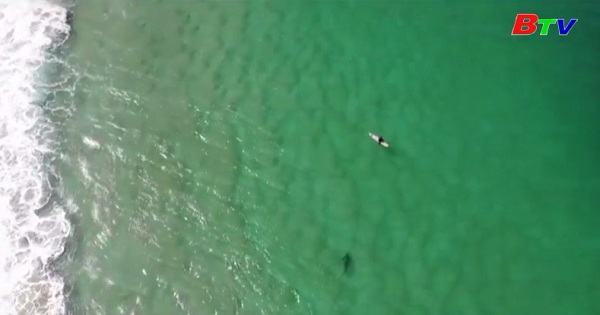 Australia ghi được cảnh bị cá mập tấn công