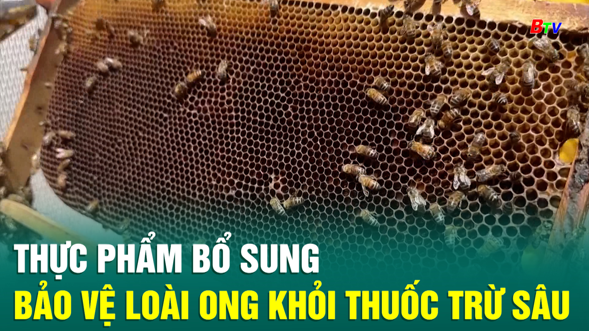 Thực phẩm bổ sung bảo vệ loài ong khỏi thuốc trừ sâu