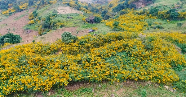 Hoa dã quỳ phủ vàng núi đồi Điện Biên