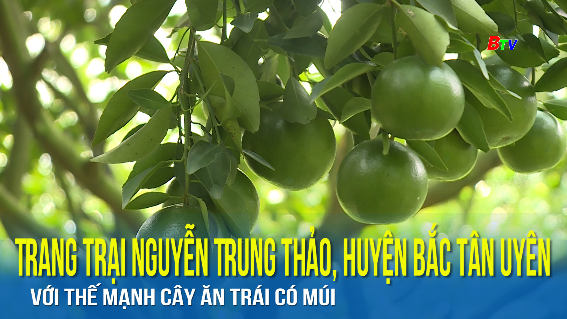 Trang trại Nguyễn Trung Thảo, huyện bắc Tân Uyên với thế mạnh cây ăn trái có múi