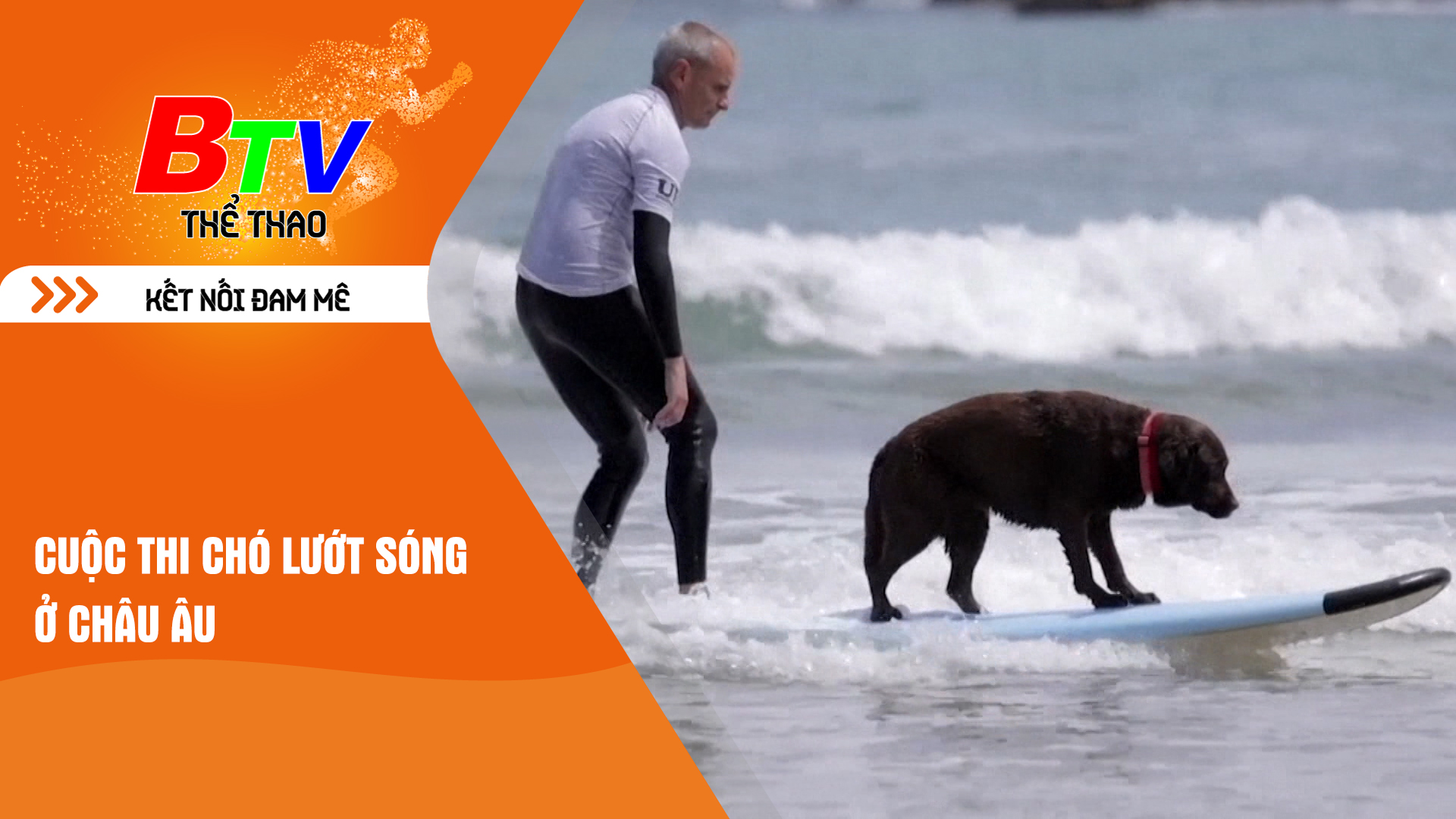 Cuộc thi chó lướt sóng Châu Âu | Tin Thể thao 24h
