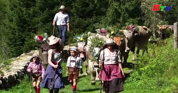 Đàn bò diễu hành kết thúc kì nghỉ mùa hè