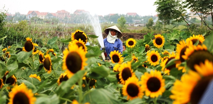 Vườn hoa Hướng Dương thu hút hàng nghìn du khách