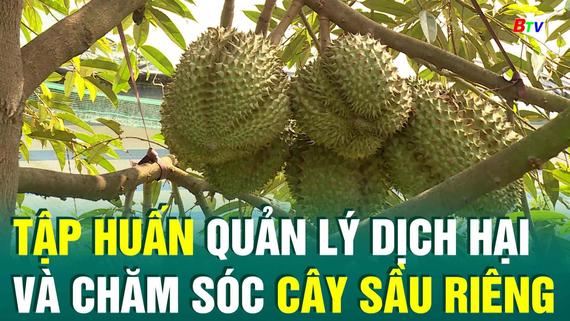 Tập huấn quản lý dịch hại và chăm sóc cây sầu riêng