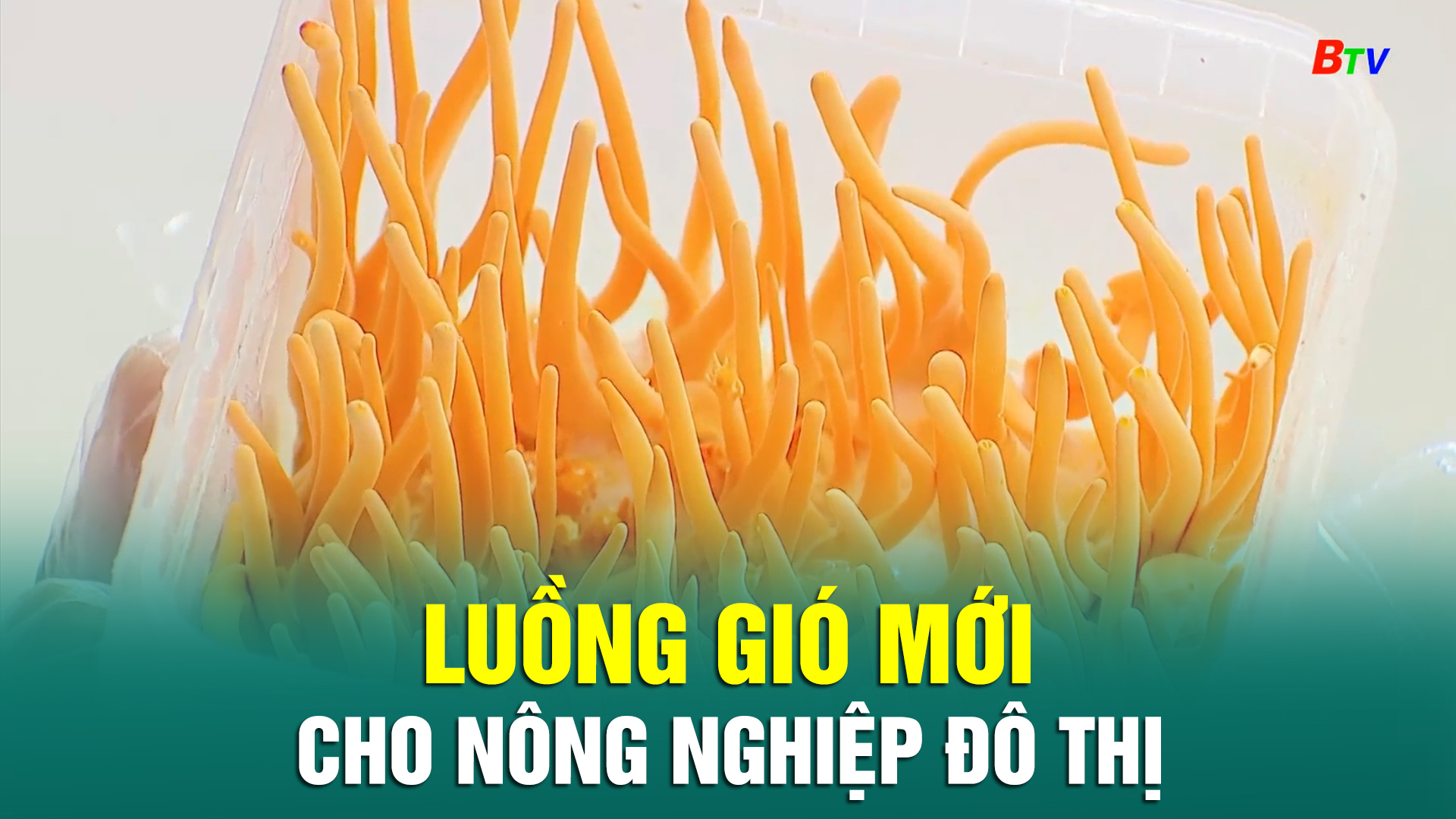 Luồng gió mới cho nông nghiệp đô thị