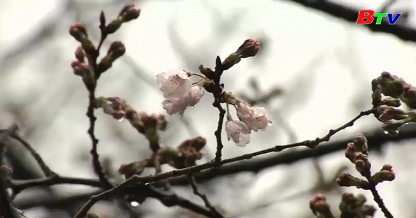 Bắt đầu mùa hoa anh đào nở ở Nhật Bản