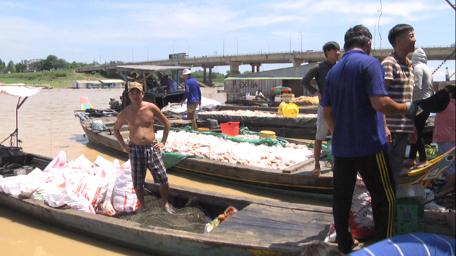 Thiệt hại gần 1.000 tấn cá trên sông La Ngà