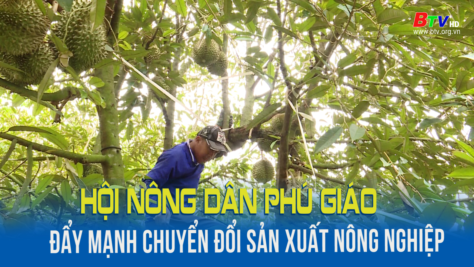 Hội nông dân Phú Giáo đẩy mạnh chuyển đổi sản xuất nông nghiệp