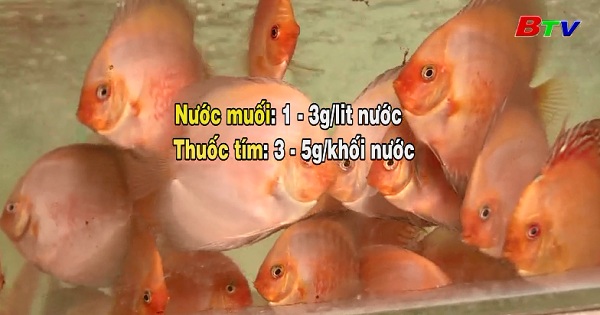 Kỹ thuật nuôi cá dĩa trong hồ kiếng
