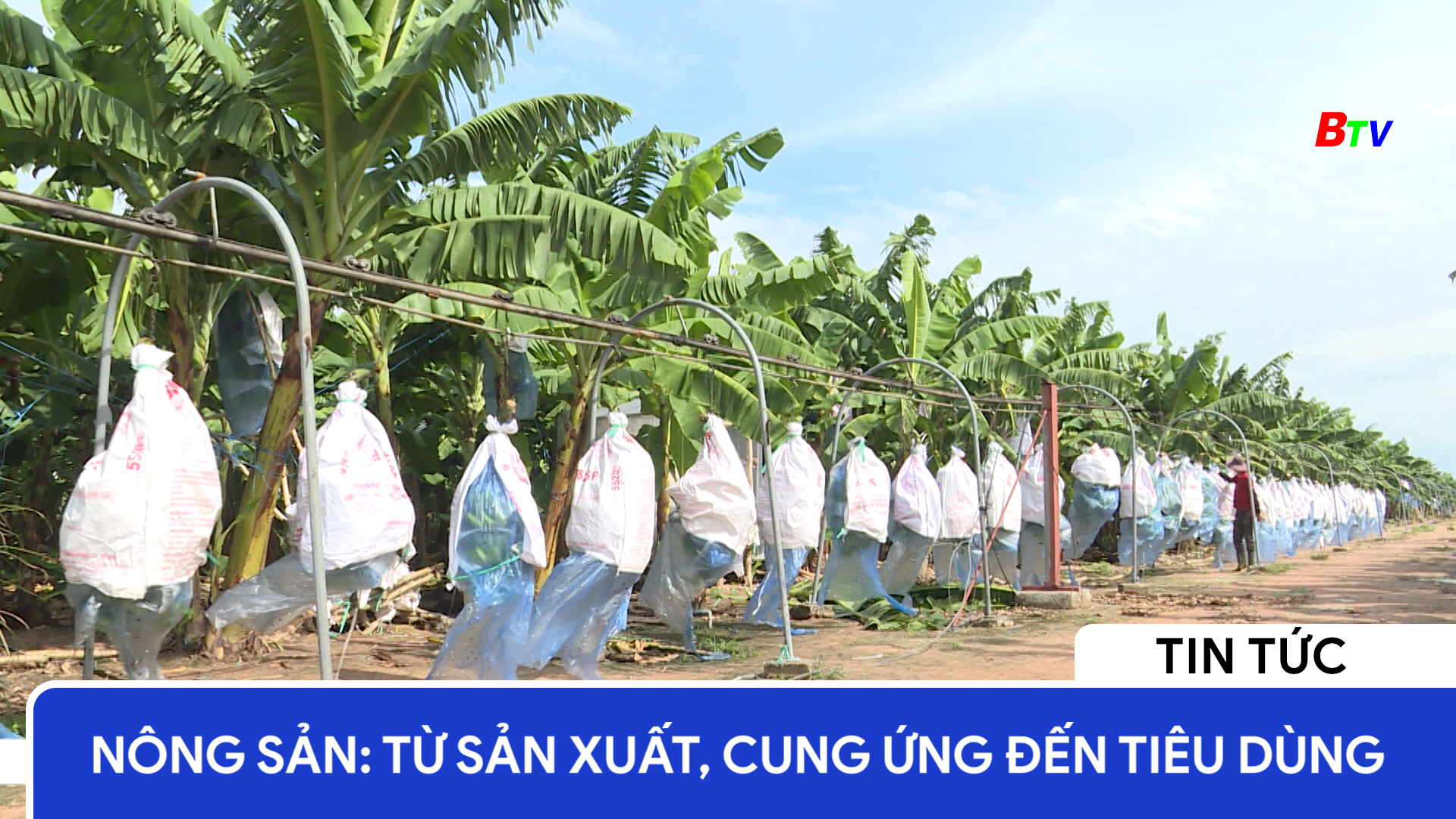 Nông sản: từ sản xuất, cung ứng đến tiêu dùng