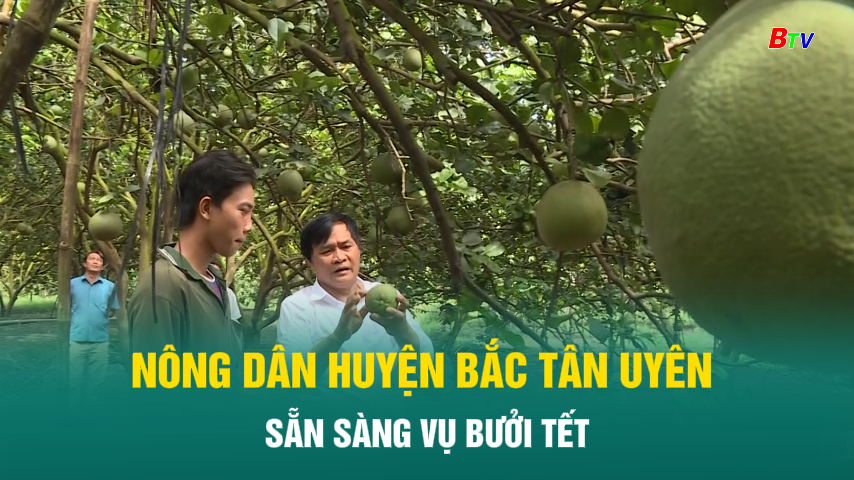 Nông dân huyện Bắc Tân Uyên sẵn sàng vụ bưởi Tết