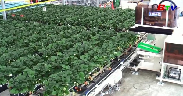 Dùng Robot để trồng trọt - Nền nông nghiệp công nghệ cao trong tương lai