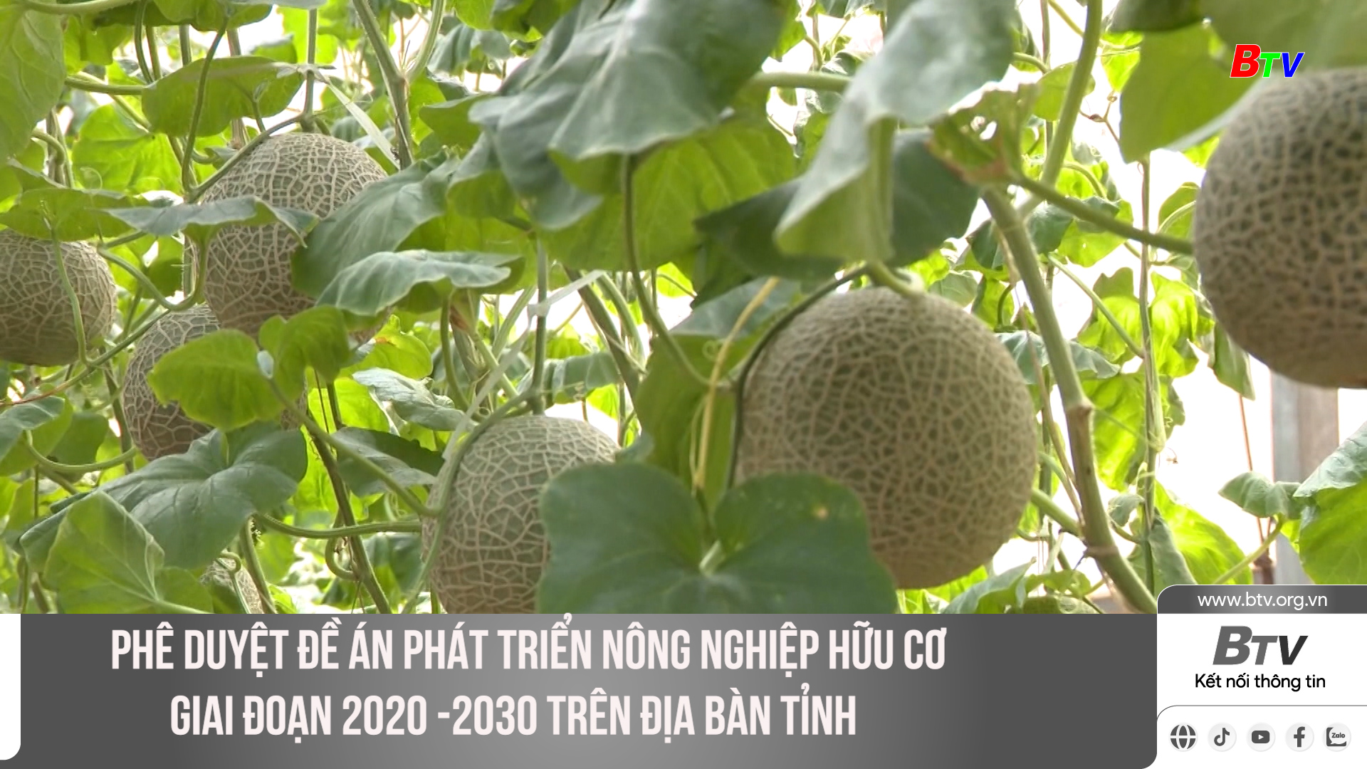 Phê duyệt Đề án phát triển nông nghiệp hữu cơ giai đoạn 2020 -2030 trên địa bàn Tỉnh