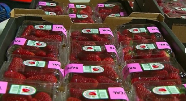 Australia nâng mức phạt tù với tội danh phá hoại hoa quả có chủ đích