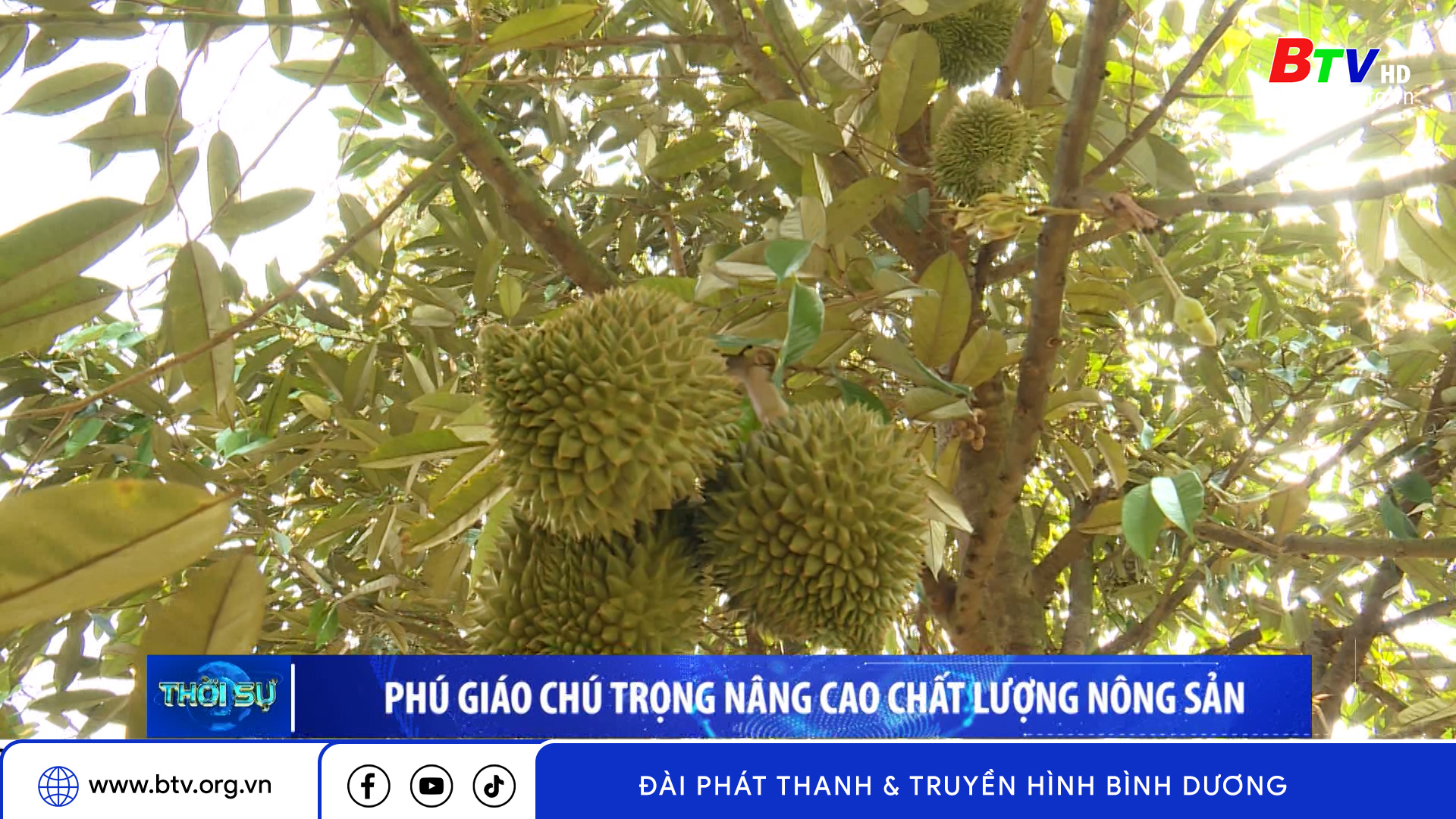 Phú Giáo chú trọng nâng cao chất lượng nông sản